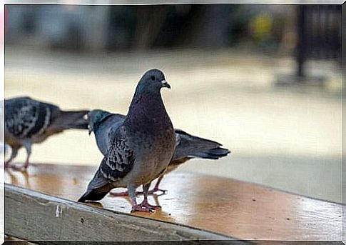 Colombophobia: fear of pigeons