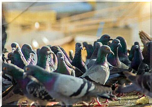 Pigeons. 