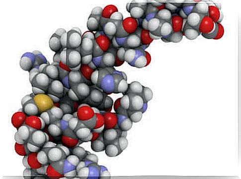 Orexins and their influence on sleep and diet