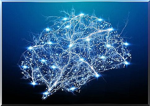 Neocortex: structure and functions