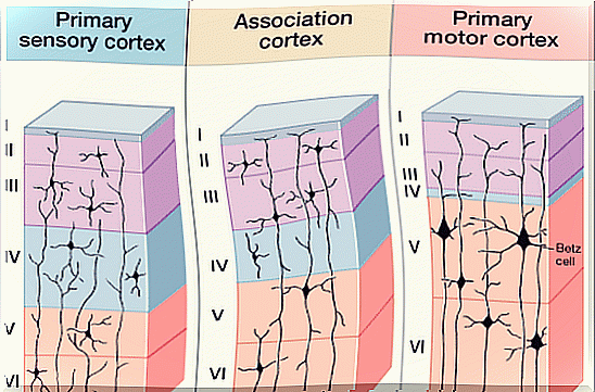 structure of the brain neocortex