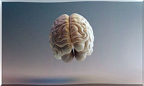 The brain seen from the front