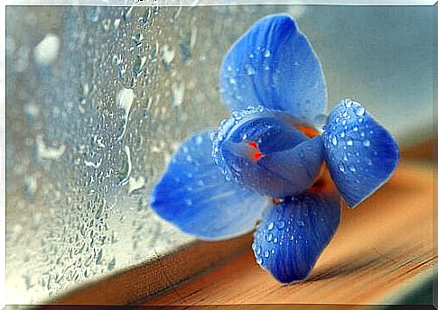 blue-crystal-wet-flower