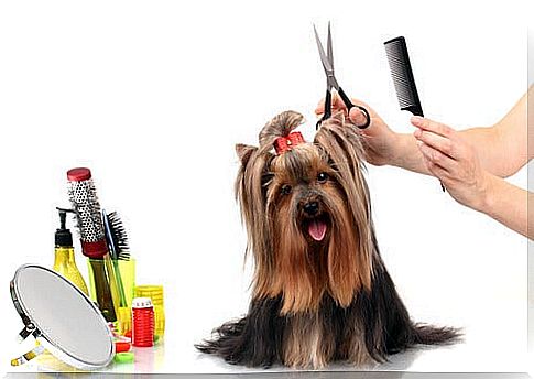 Tips and advice for brushing your dog