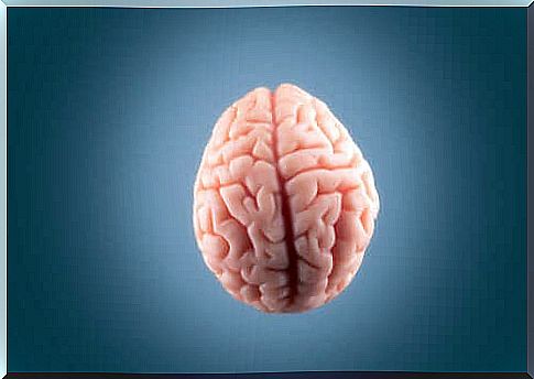 The human brain is wrinkled