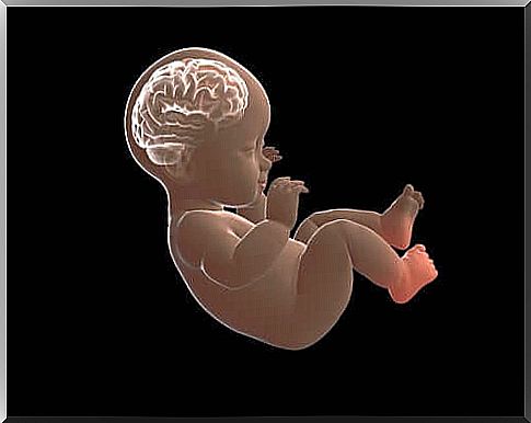 The wrinkled brain of a fetus